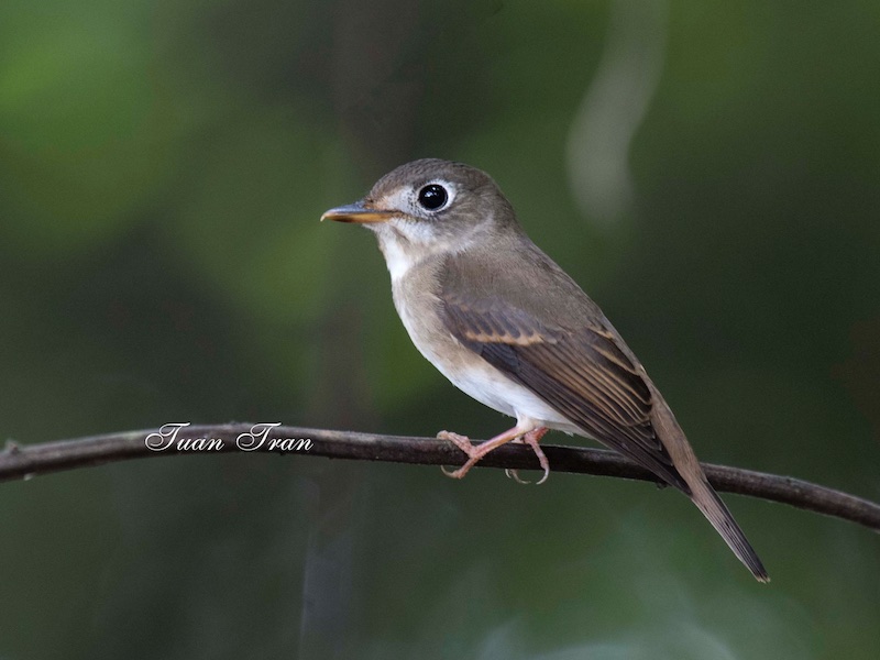 Muscicapa muttui