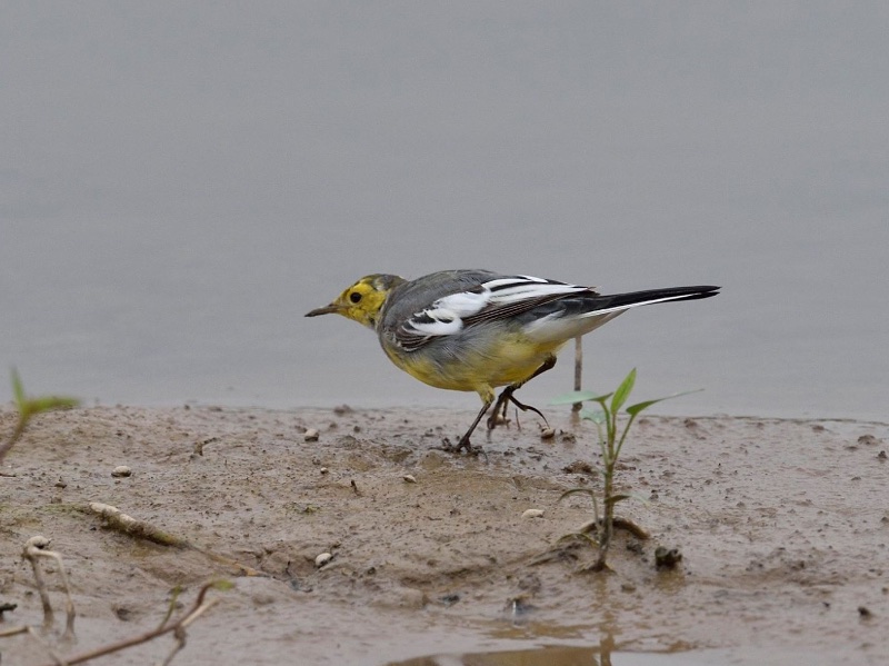 Motacilla citreola