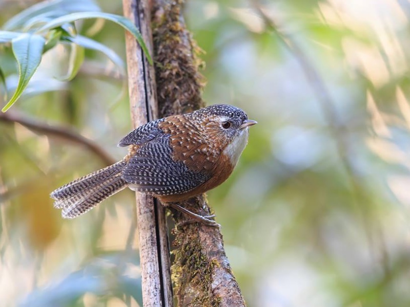 Bar-winged Wren Babbler