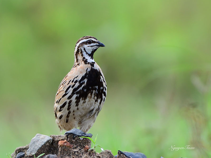 Coturnix coromandelica