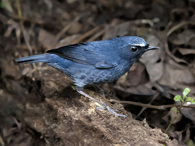 Brachypteryx cruralis