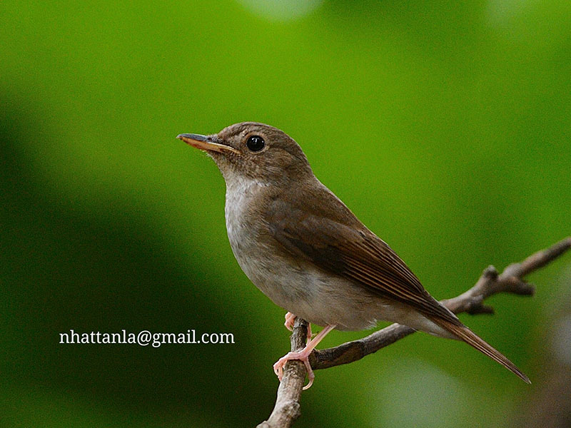 Cyornis brunneatus 