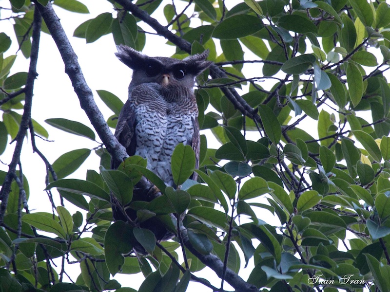 Bubo sumatranus