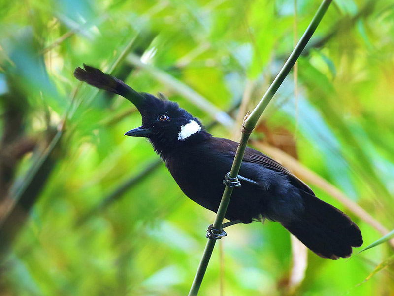 Natthasit Jongnimitmongkol