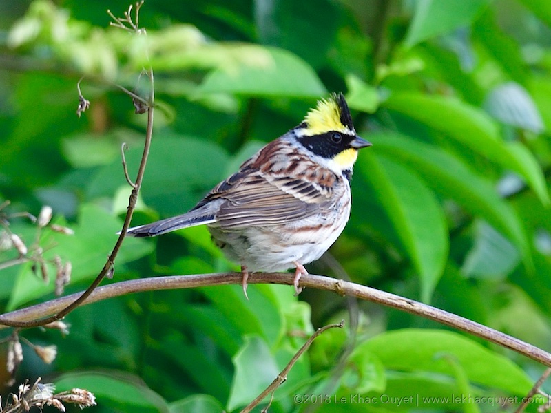 Emberiza elegans