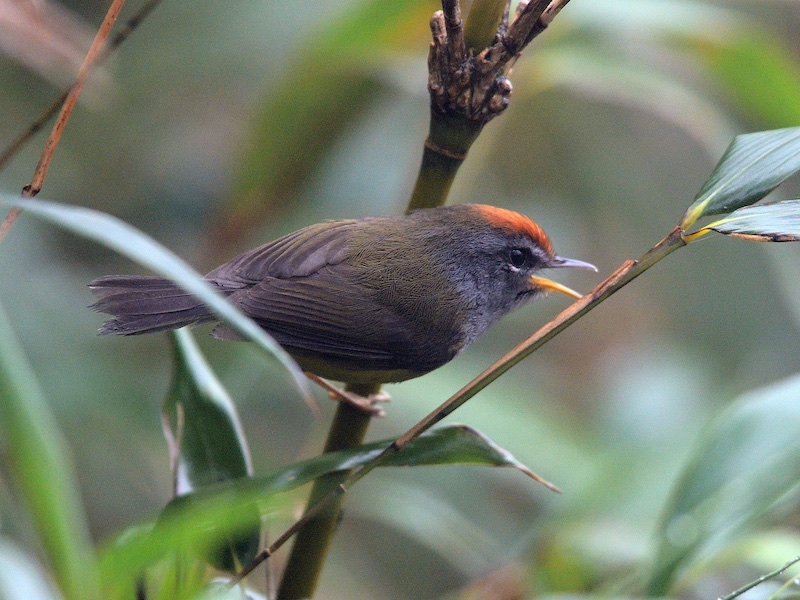 Broad-billed Warbler