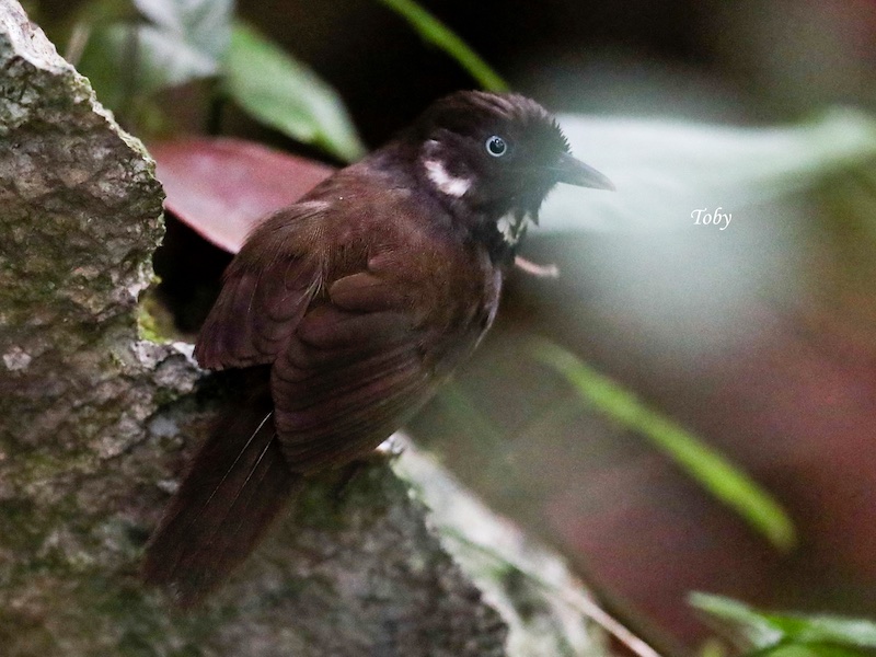 Nonggang Babbler