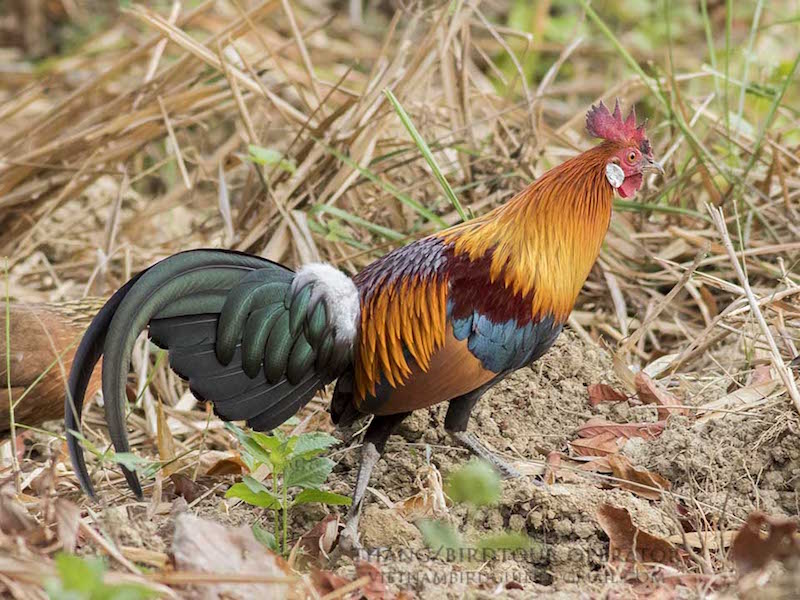 Birds of South East Asia