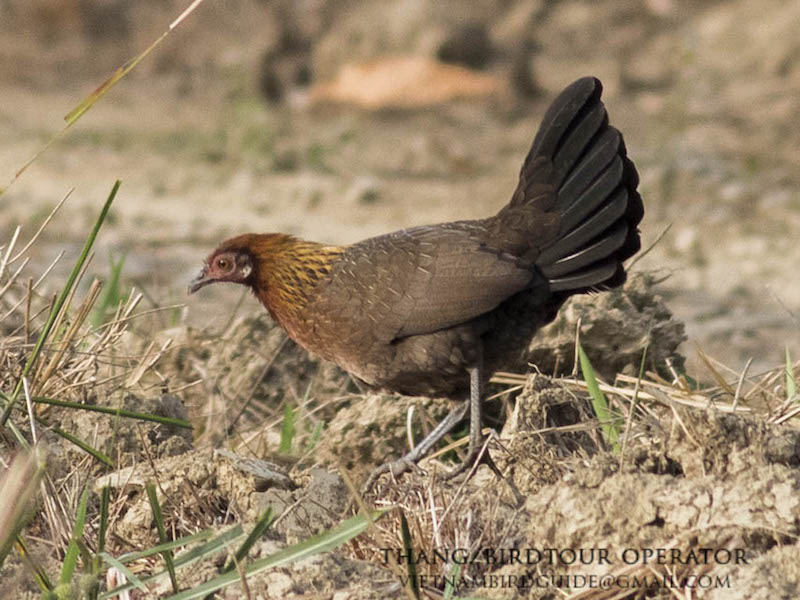 Birds of South East Asia