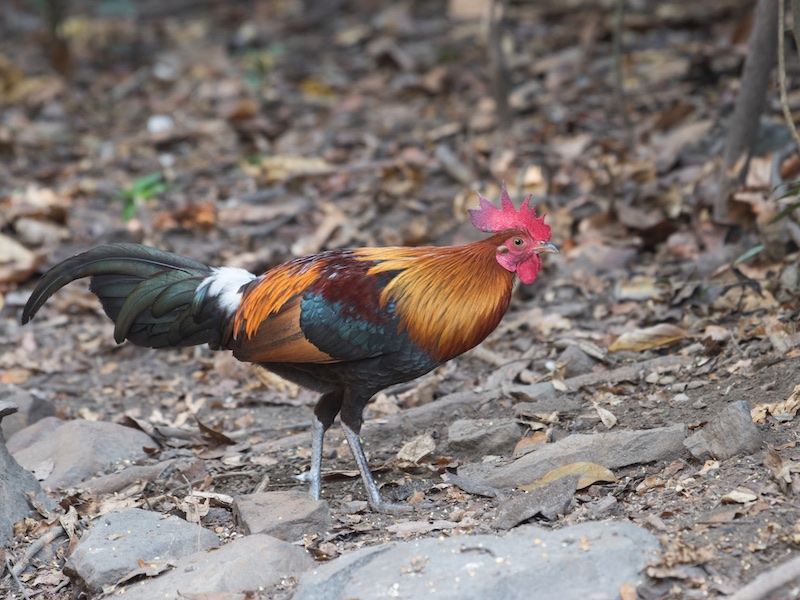 Birds of South East Asia