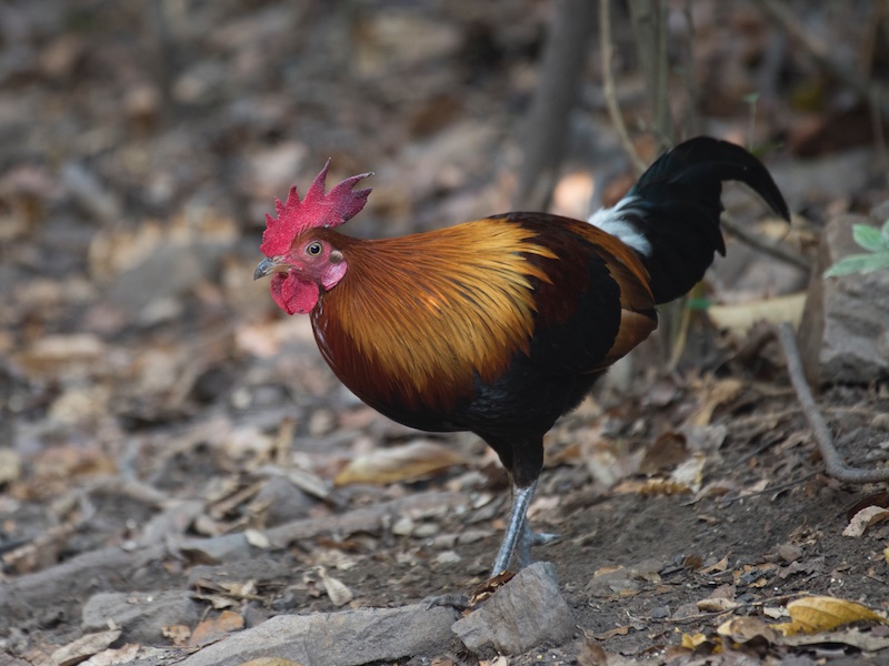 Birds of South East Asia