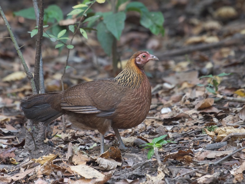 Birds of South East Asia