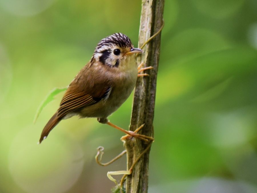 Black-crowned Fulvetta