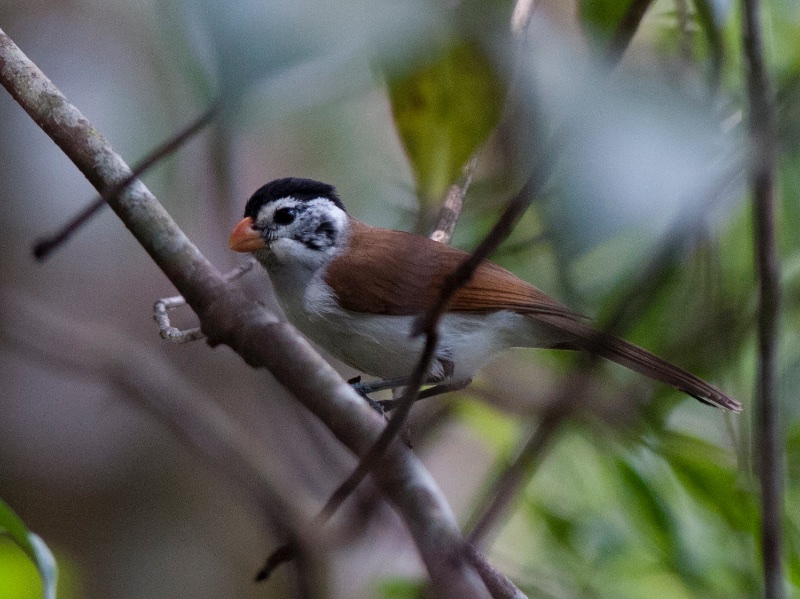 Paradoxornis margaritae