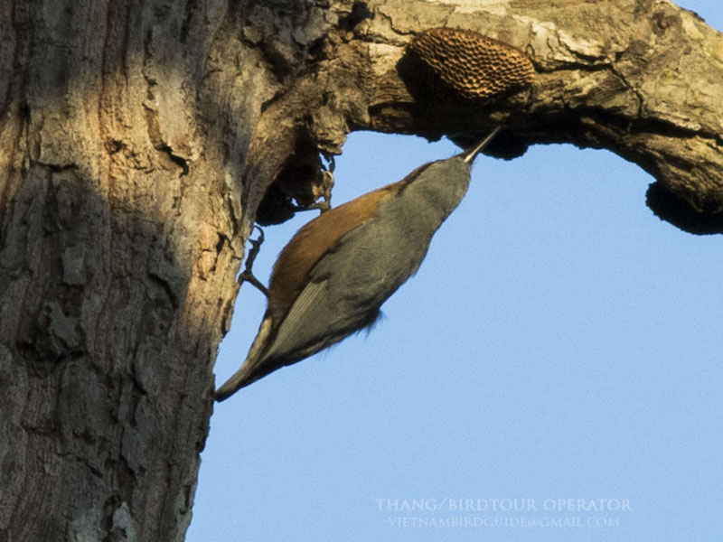 Birds of South East Asia