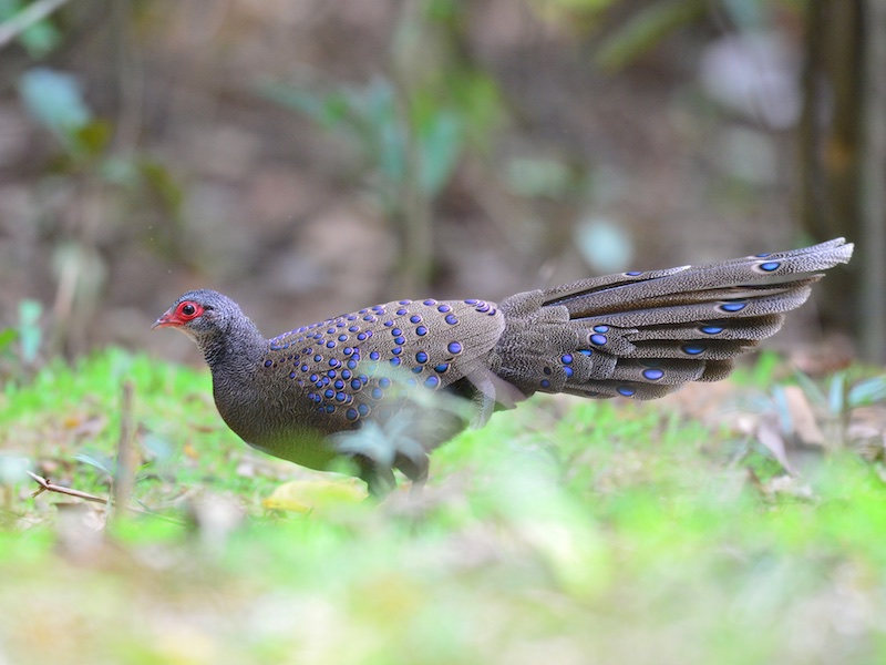 Polyplectron germaini