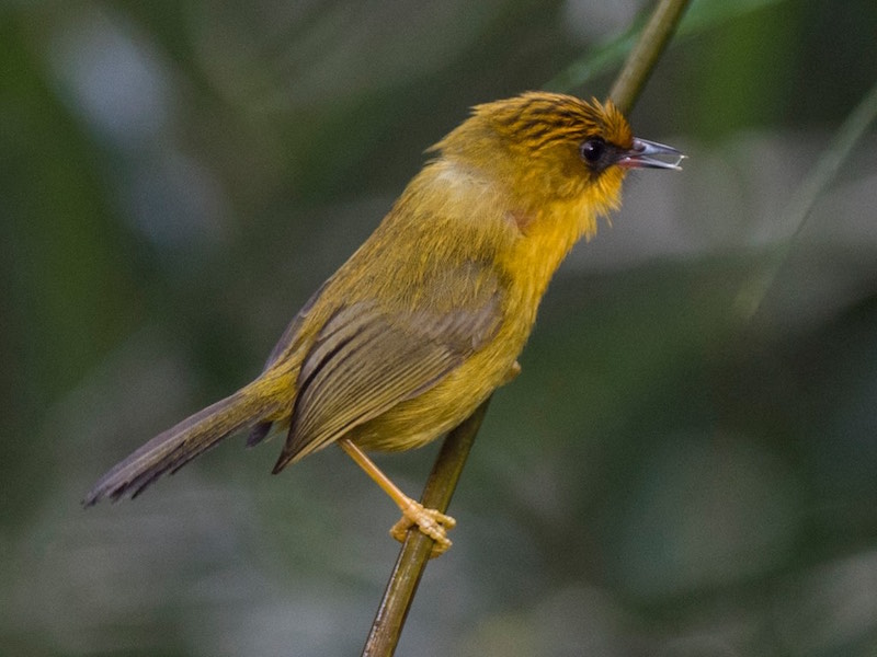 Golden Babbler