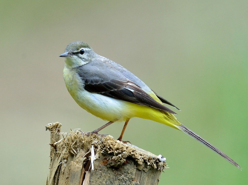 Birds of South East Asia