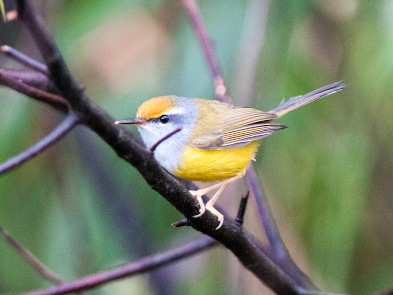 Mountain Tailorbird