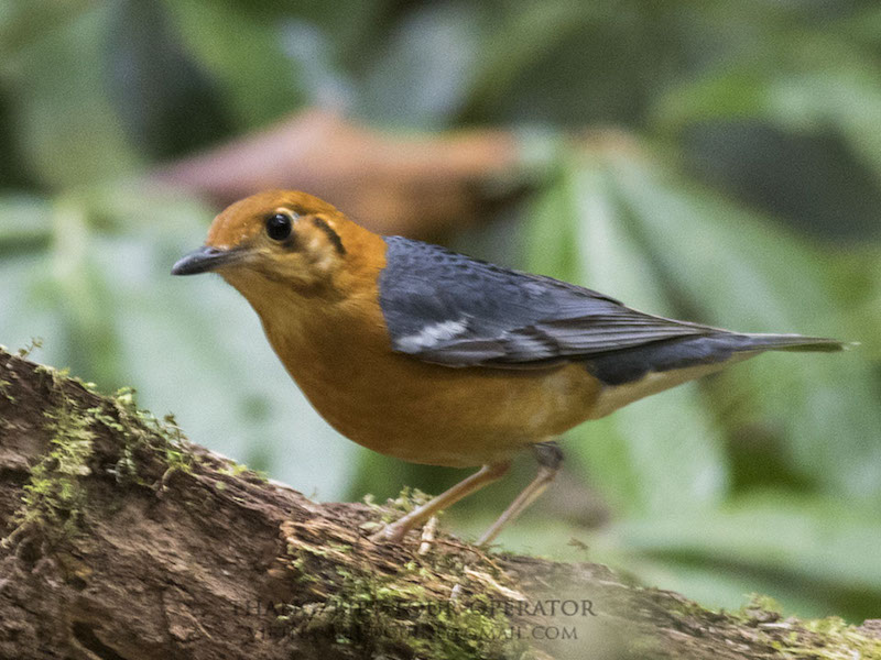 Birds of South East Asia