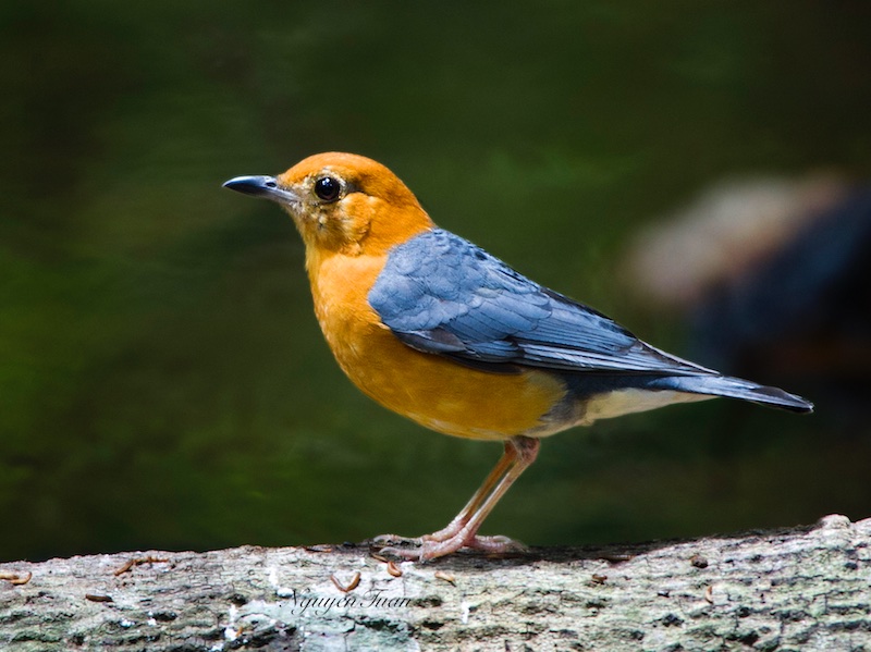 Birds of South East Asia