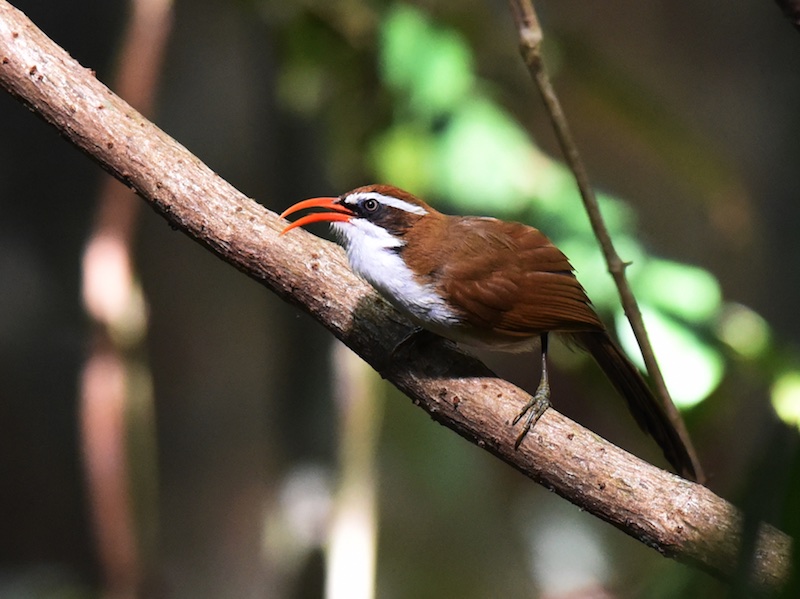 Red-billed Scimitar Babbler