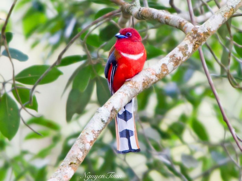 Birds of South East Asia