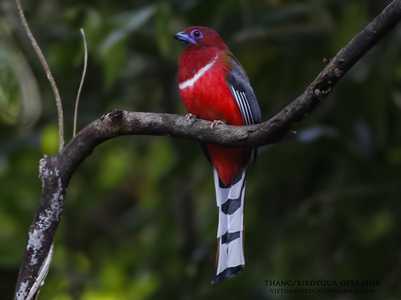 Birds of South East Asia