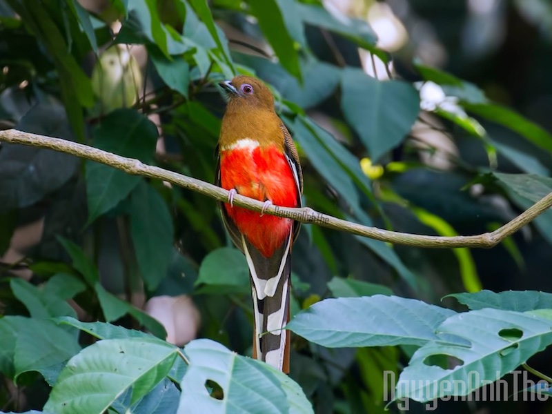 Birds of South East Asia