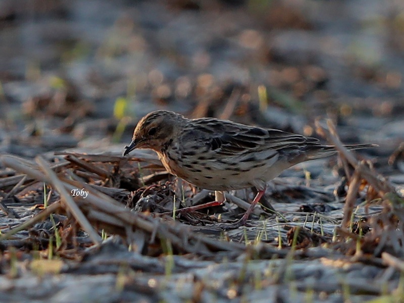 Anthus cervinus