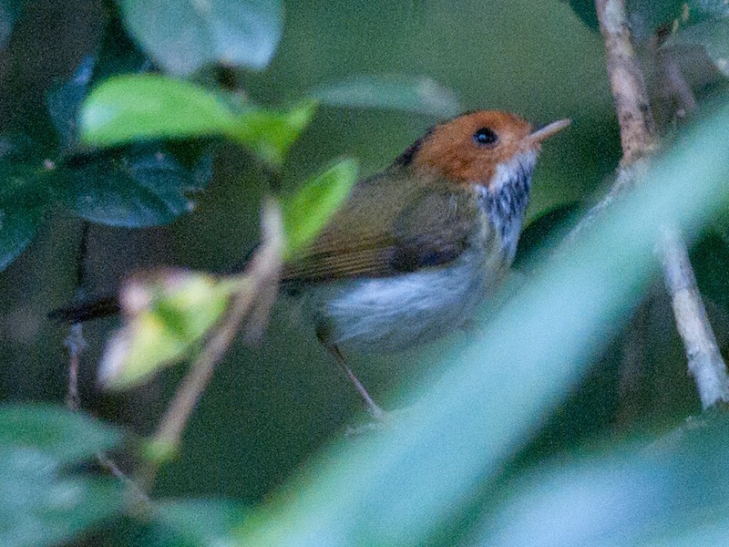 Rufous-faced Warbler