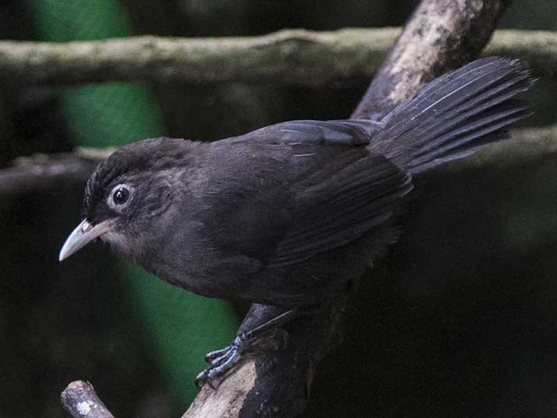 Sooty Babbler