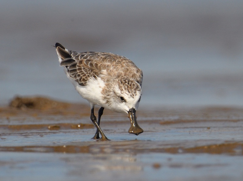 Calidris pygmaea