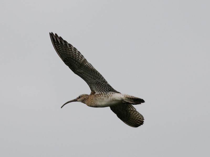 Numenius phaeopus