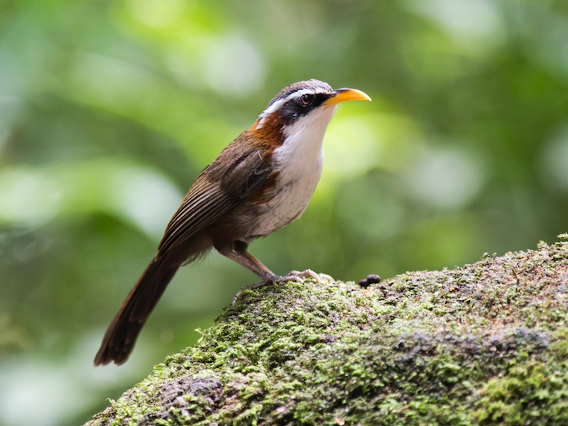 White-browed Scimitar Babbler