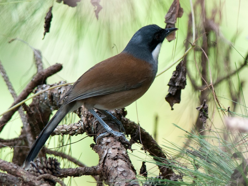 Pterorhinus vassali