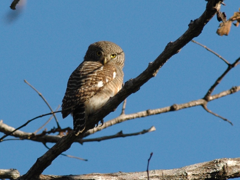 Birds of South East Asia