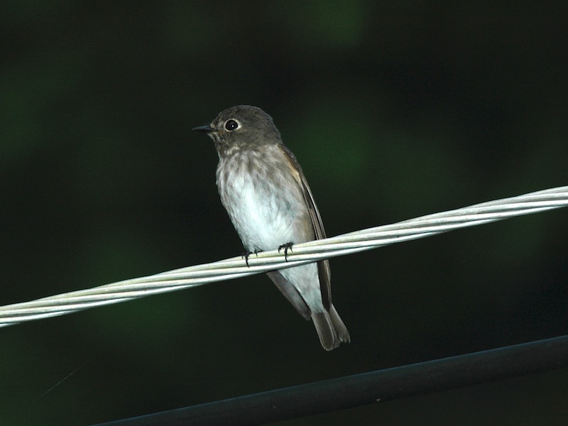 Muscicapa sibirica