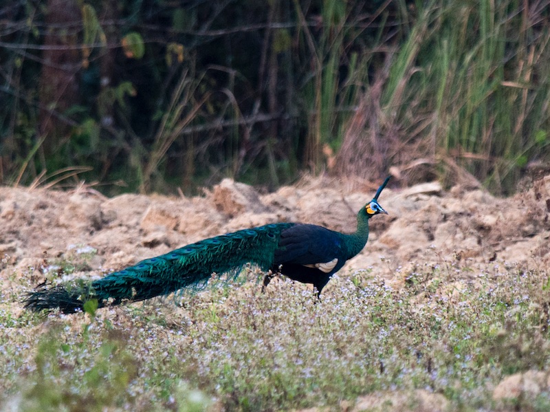 Pavo muticus