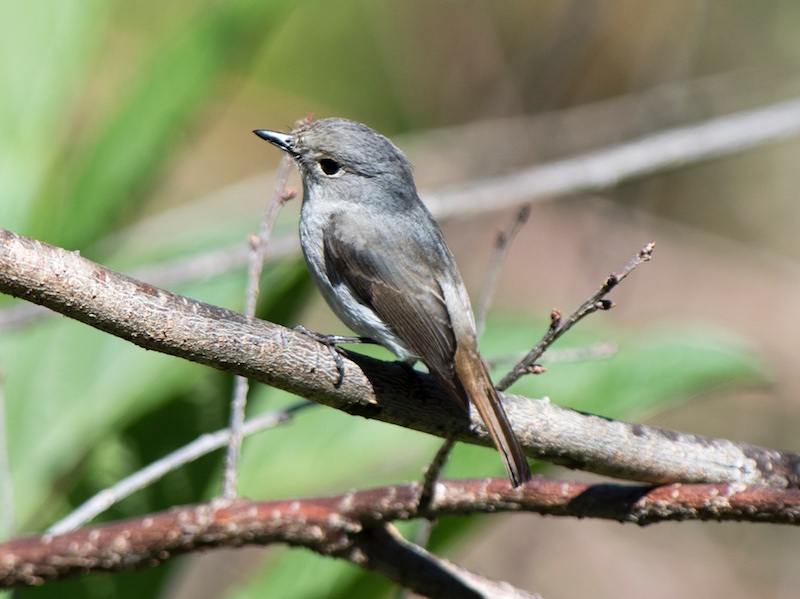 Ficedula westermanni