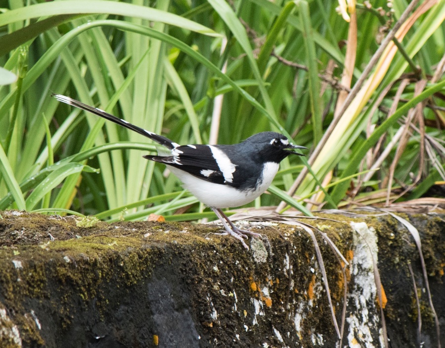 Enicurus schistaceus