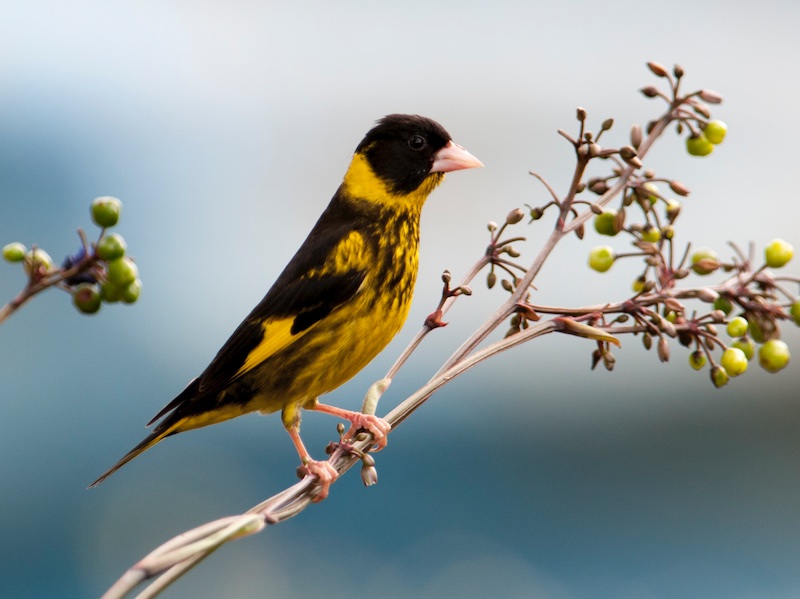 Vietnamese Greenfinch