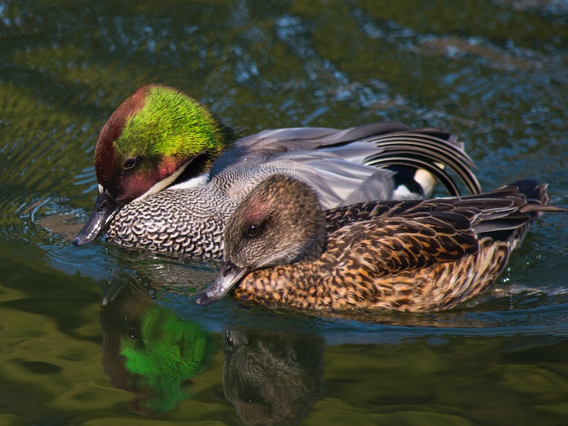 Falcated Duck