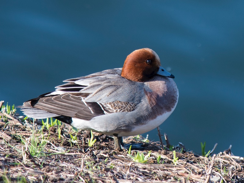 Eurasian Wigeon