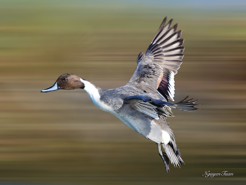 Northern Pintail