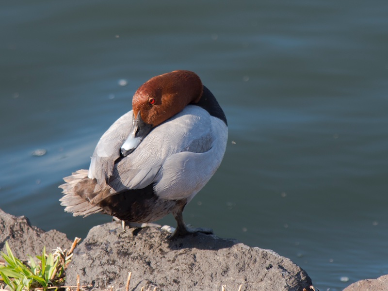 Common Pochard