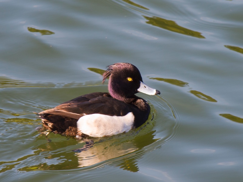 Tufted Duck