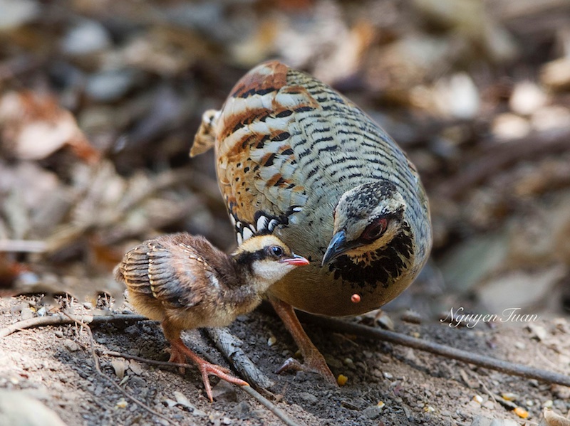 Birds of South East Asia