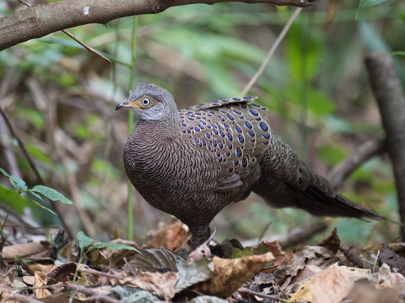 Polyplectron bicalcaratum