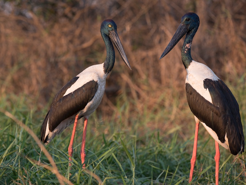 Black-necked Stork